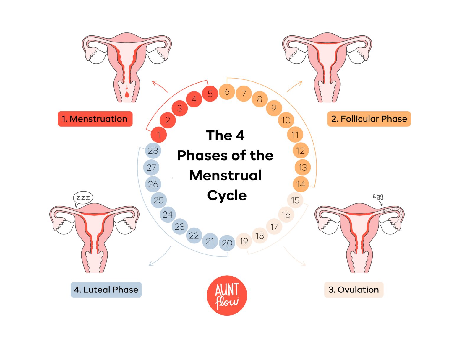 What Causes a Period? | Aunt Flow